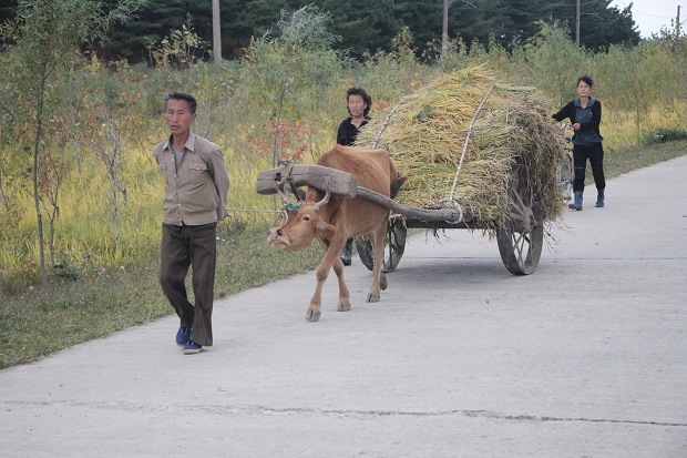 A North Korean bullock cart – life indeed looked difficult in the countryside. 