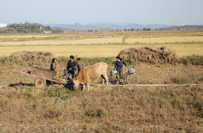 The North Korean farmers chatting in the fields. 