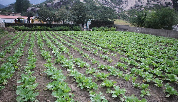 Growing cauliflower in the garden.