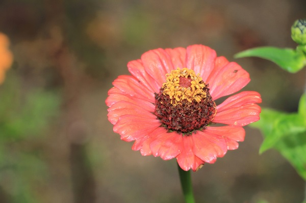 North Korean flower in full bloom. 