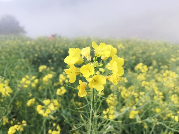 Rapeseed flowers, wherever you see! 