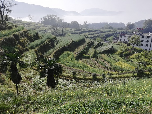 Wuyuan terraces. 