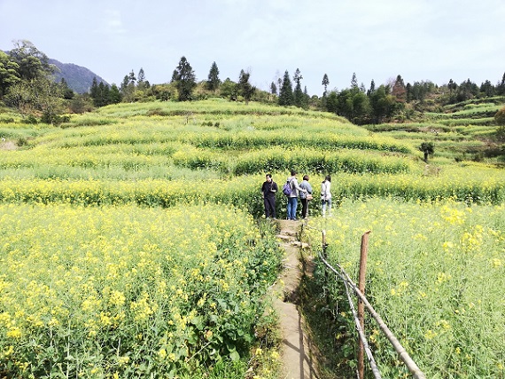 Wuyuan rapeseed flowers.