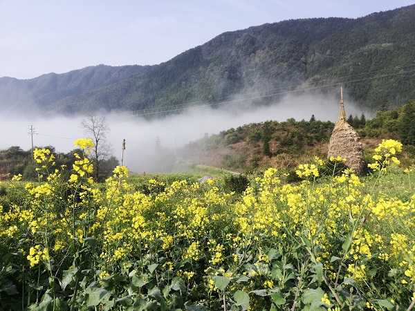 Wuyuan scenic villages. 